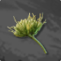 Agave Flower – How to Get