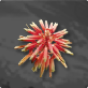 Aloe Flower 