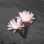 Cactus Flower 
