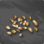 Corn Seed 