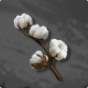 Cotton 