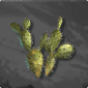 Exotic Cactus 