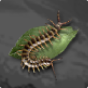 Poisonous Bug