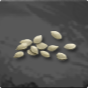 Pumpkin Seed 