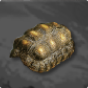 Rare Turtle Shell