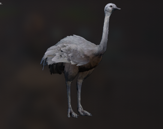 Ostrich 