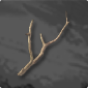 Branch 