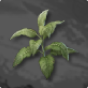 Tobacco 