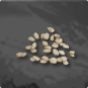 Tomato Seed 