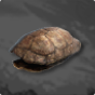 Turtle Shell